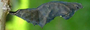 Pupae